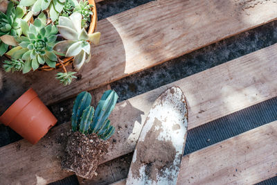 Gardening tools for repotting succulents and cactuses in the home garden