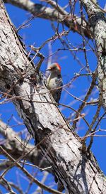 Low angle view of bird perching on tree against blue sky