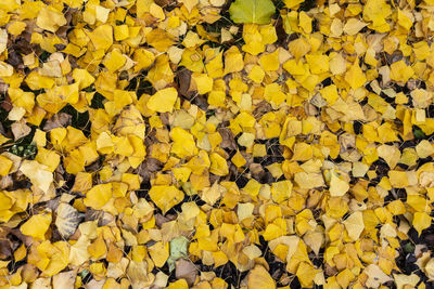 Full frame shot of autumnal leaves