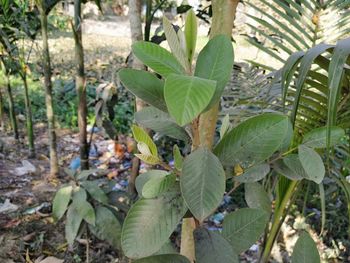 Close-up of plant growing on field