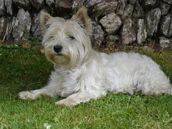 Dog lying on field