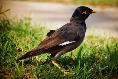 Close-up of a bird on field