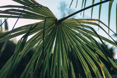 Low angle view of palm tree against sky