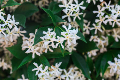 Close-up of white flowering plant