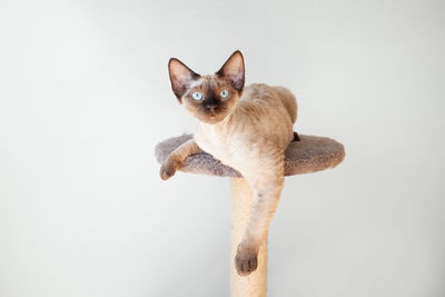 Devon rex male kitten sitting on scratching post. cat is happy and relaxed, enjoying cats furniture.