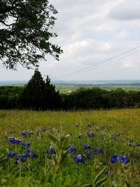 View of flowers growing in field