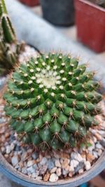 Close-up of succulent plant