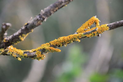 Close-up of yellow flower on branch