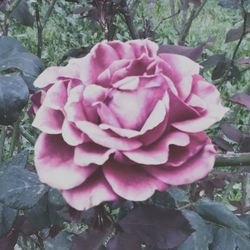 Pink flower blooming outdoors