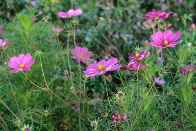 Close-up of pink cosmos blooming on field