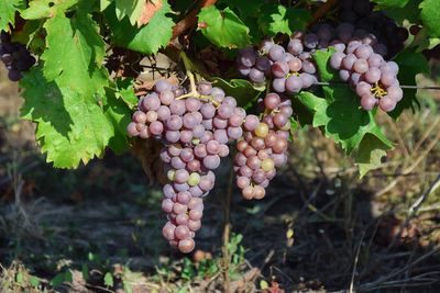 Close-up of grapes growing in vineyard