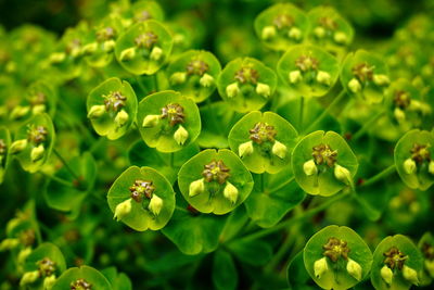 Close-up of flowering plant