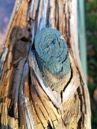 Close-up of bird perching on tree stump