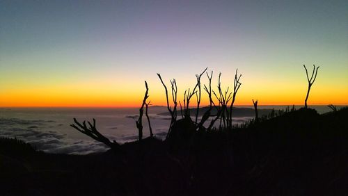 Silhouette plants on beach against romantic sky at sunset