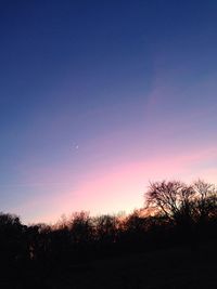 Silhouette of trees at sunset