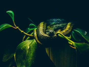 Close-up of snake on plant over black background