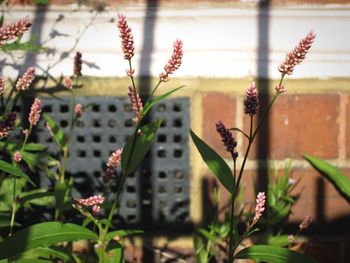 Close-up of flowers