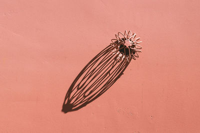 Close-up of butterfly on wall