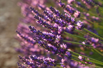 Close-up of purple flowering plant