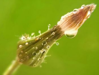 Close-up of water drops on bud