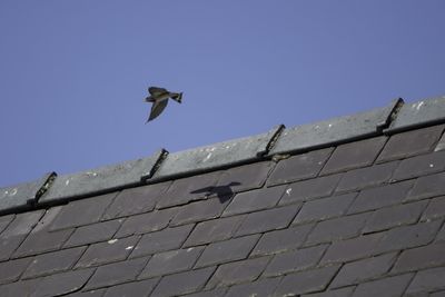 Low angle view of bird flying against clear sky