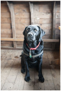 Portrait of a black labrador