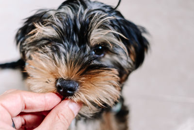 Close-up of person holding small dog