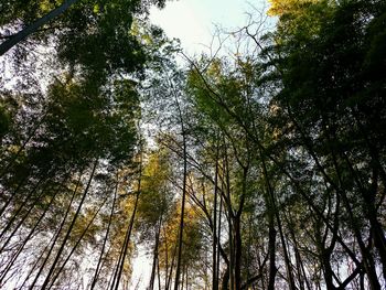 Low angle view of trees in forest