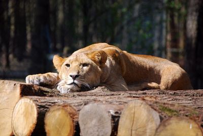 Lion in a forest