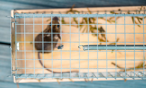 Close-up of bird in cage