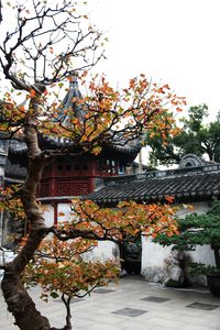 Potted plants and trees against sky during autumn