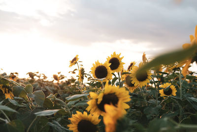 Close-up of yellow flowering plant on field against sky