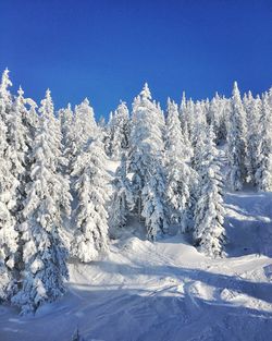 Snow covered trees against clear blue sky