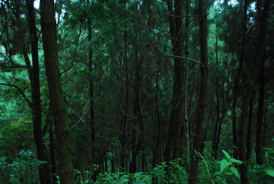 View of trees in forest