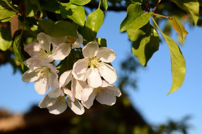 Close-up of cherry blossom