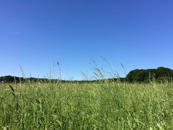 Scenic view of field against clear blue sky