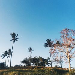 Low angle view of palm trees against clear blue sky