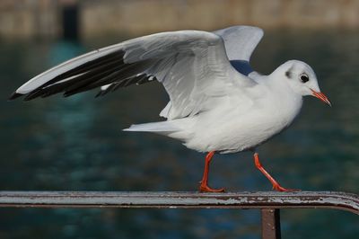 Close-up of seagull perching on railing