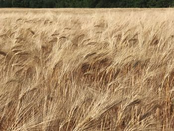 Close-up of wheat field