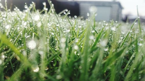 Dew on grass