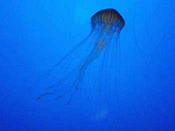 Close-up of coral underwater