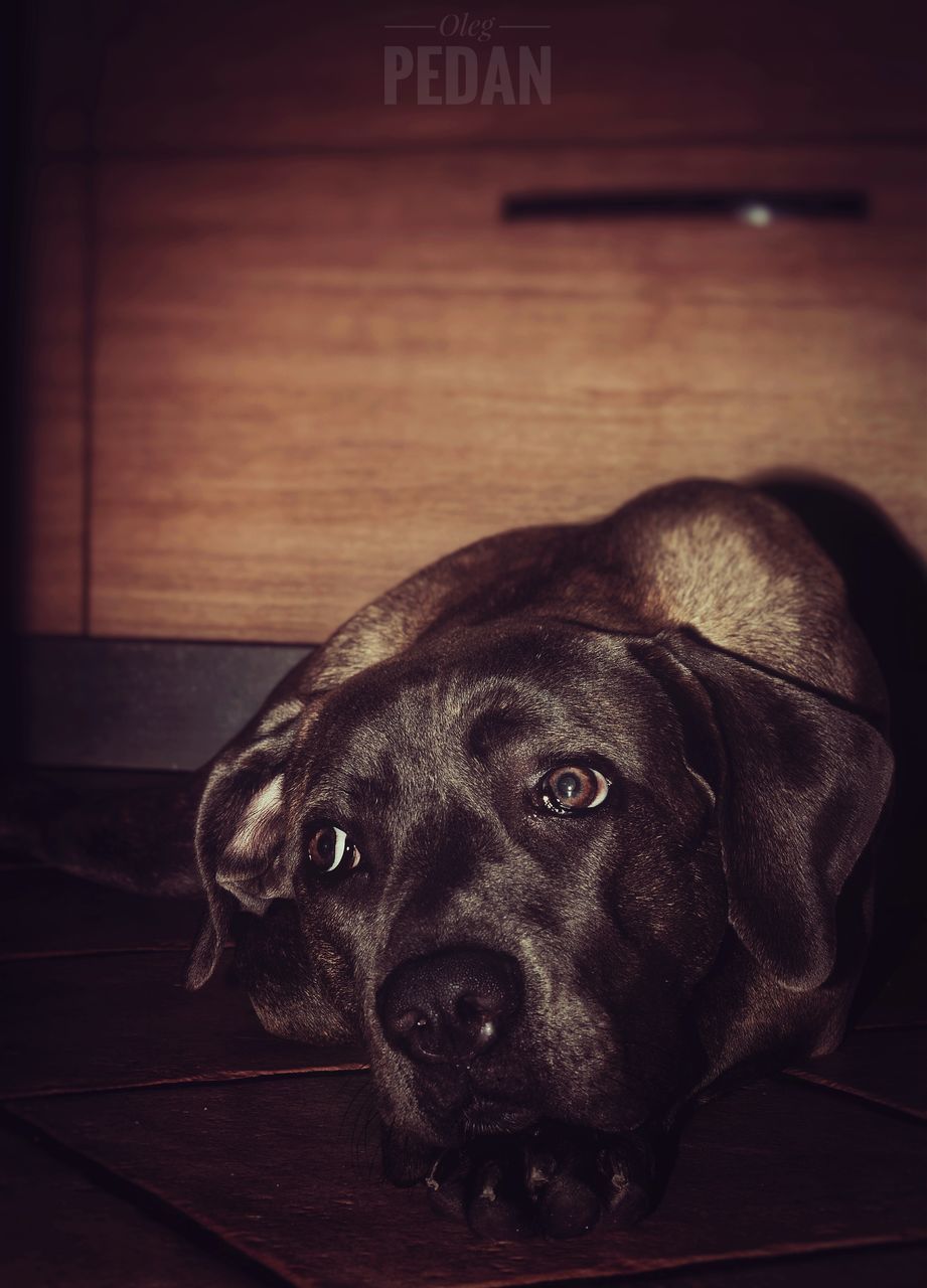 CLOSE-UP PORTRAIT OF DOG IN MOUTH