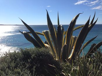 Close-up of succulent plant in sea against sky