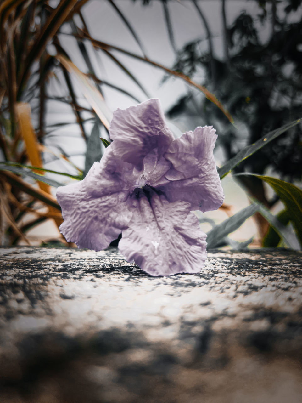 CLOSE-UP OF PURPLE FLOWERS ON TREE