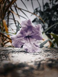 Close-up of purple flowering plant