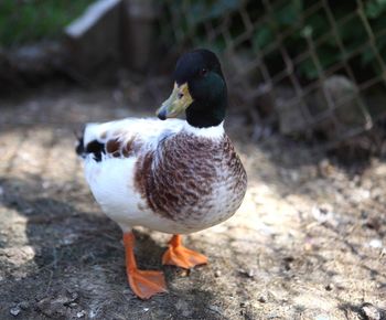 Close-up of duck on field