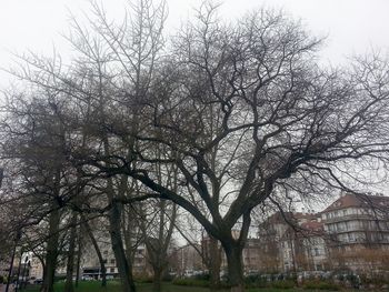 Bare trees against sky