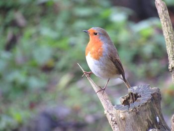 Close-up of bird perching on tree