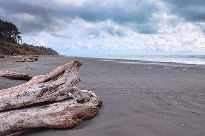 Driftwood on beach against sky