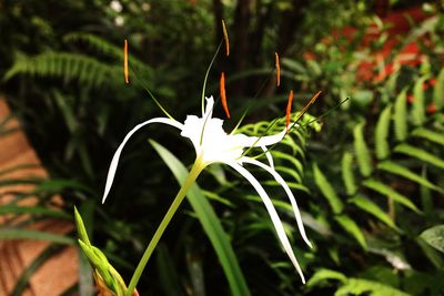 Close-up of plant